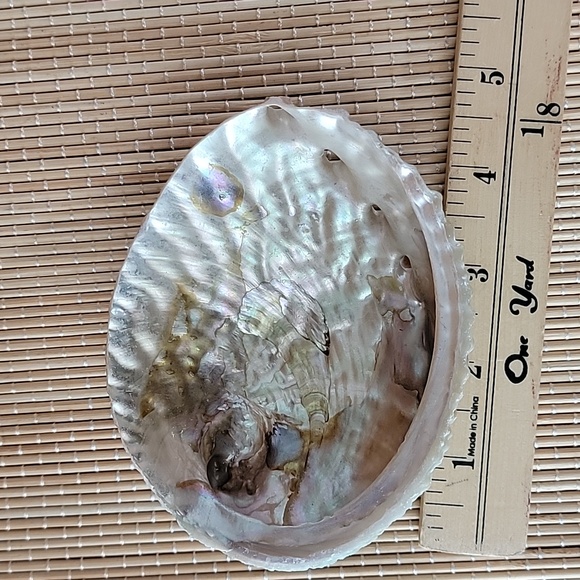 Abalone Shell - Picture 5 of 5